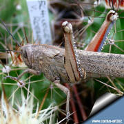 Echinocereus and lucust