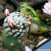 Mammillaria sancez-mejorade and the frog