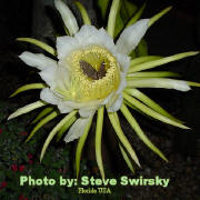 Night Blooming Cereus with Butterfly - photo by Steve Swirky - Southeast Florida USA