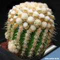 Echinocactus grusonii mostruosus clone A