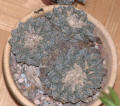 Ariocarpus fissuratus 50 years old three headed specimen