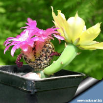 Sulcorebutia augustinii HS152 with a flowers of Opuntia compressa used as grafting stock