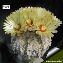 Astrophytum asterias cv. Hanazono 花園兜  