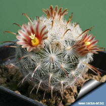 Mammillaria stella-de-tacubaya a young plant the first flowers