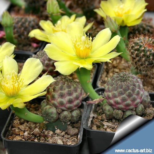 Sulcorebutias with flowers of Opuntia compressa from the grafting stock 