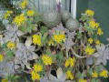 Cactus, Euphorbie, Pachypodium, ........