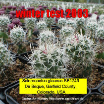 Sclerocactus glaucus SB1749 De Beque, Garfield County, Colorado, USA  plants cultivated for the winter test