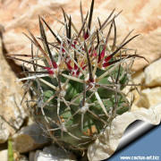 Sclerocactus glaucus "de Beque form" a plant cultivated outdoor shows very wild spines.