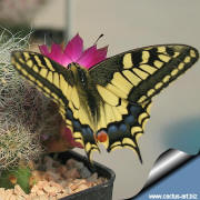 Sulcorebutia gerosenilis KK 2005 and a common Swallowtail butterfly (Papilio machaon)