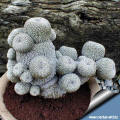 Epithelantha micromeris cv. ping-pong