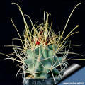 Glandulicactus wrightii SB840 Cuatrocienagas