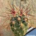 Sclerocactus polyancistrus Sud Tonapah, Nevada, USA