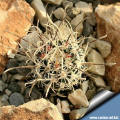 Sclerocactus spinosior ssp. blainei "schleseri" SB1540 Nye County, Nevada, USA