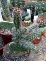 Austrocactus coxii