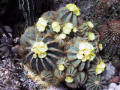 Parodia magnifica (syn: Notocactus magnificus)