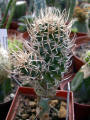 Pediocactus fickeisenii (syn Navajoa peeblesiana spp. fickeiseniaea)