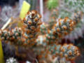 Tephrocactus molinensis (syn: Opuntia molinensis)